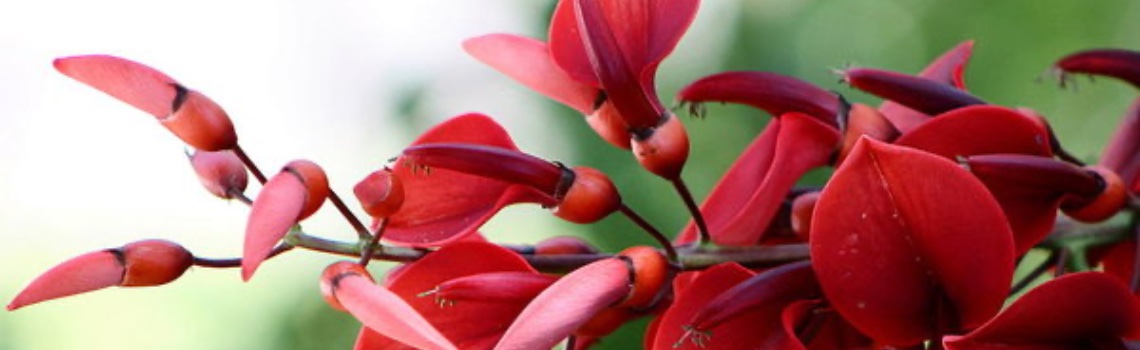Piante