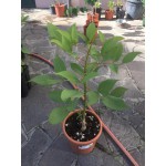 ERYTHRINA CRISTA GALLI