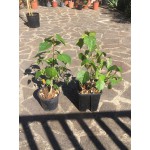HIBISCUS TILIACEUS