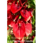 ERYTHRINA CRISTA GALLI