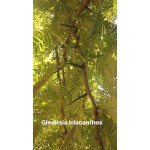 GLEDITSIA TRIACANTHOS