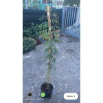 GLEDITSIA TRIACANTHOS