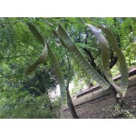 GLEDITSIA TRIACANTHOS