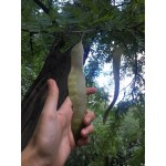 GLEDITSIA TRIACANTHOS