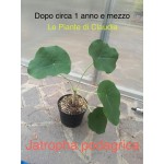 JATROPHA PODAGRICA