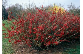 CHAENOMELES JAPONICA