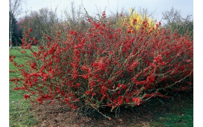 CHAENOMELES JAPONICA