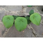 JATROPHA PODAGRICA