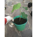 JATROPHA PODAGRICA
