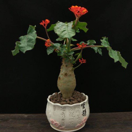 JATROPHA PODAGRICA