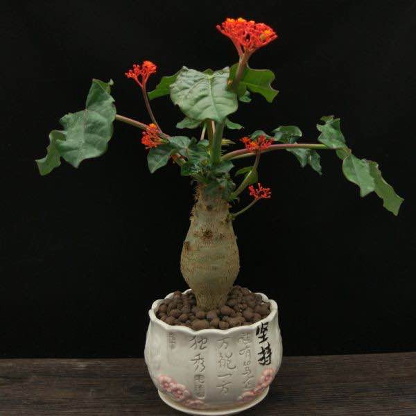 JATROPHA PODAGRICA