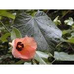 HIBISCUS TILIACEUS