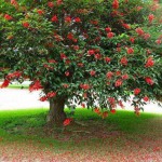 ERYTHRINA CRISTA GALLI
