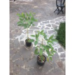 ERYTHRINA CRISTA GALLI