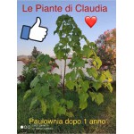 PAULOWNIA FORTUNEI