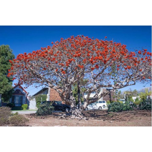 ERYTHRINA LYSISTEMON