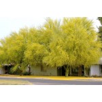 PARKINSONIA ACULEATA