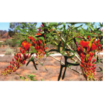 ERYTHRINA VESPERTILIO