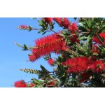 CALLISTEMON CITRINUS-3 anni