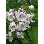 CATALPA BIGNONIOIDES