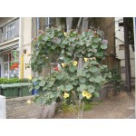 HIBISCUS TILIACEUS