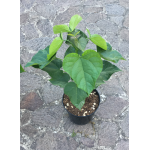 CATALPA BIGNONIOIDES