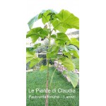 PAULOWNIA FORTUNEI