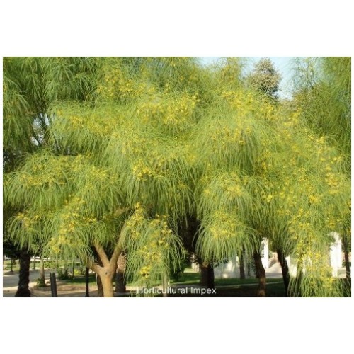 PARKINSONIA ACULEATA