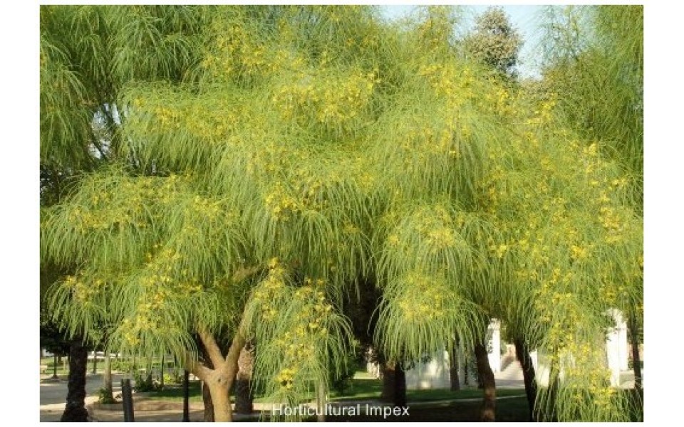 PARKINSONIA ACULEATA