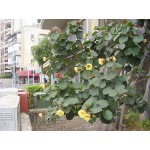 HIBISCUS TILIACEUS