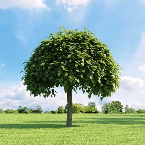 CATALPA BIGNONIOIDES