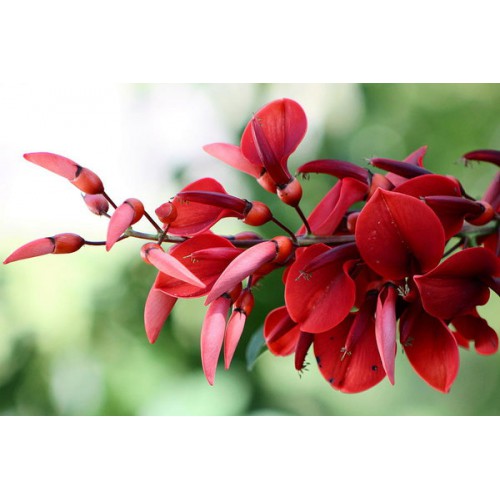 ERYTHRINA CRISTA GALLI