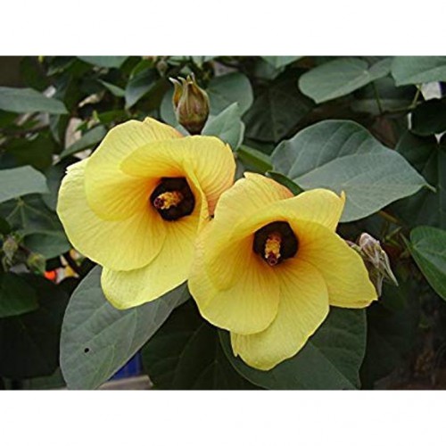 HIBISCUS TILIACEUS