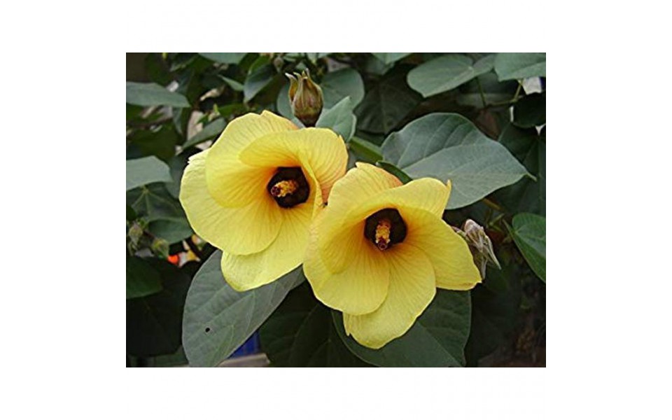 HIBISCUS TILIACEUS