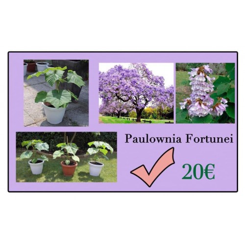PAULOWNIA FORTUNEI