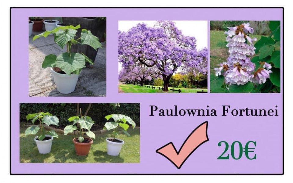 PAULOWNIA FORTUNEI