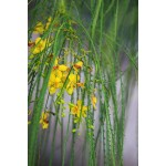 PARKINSONIA ACULEATA